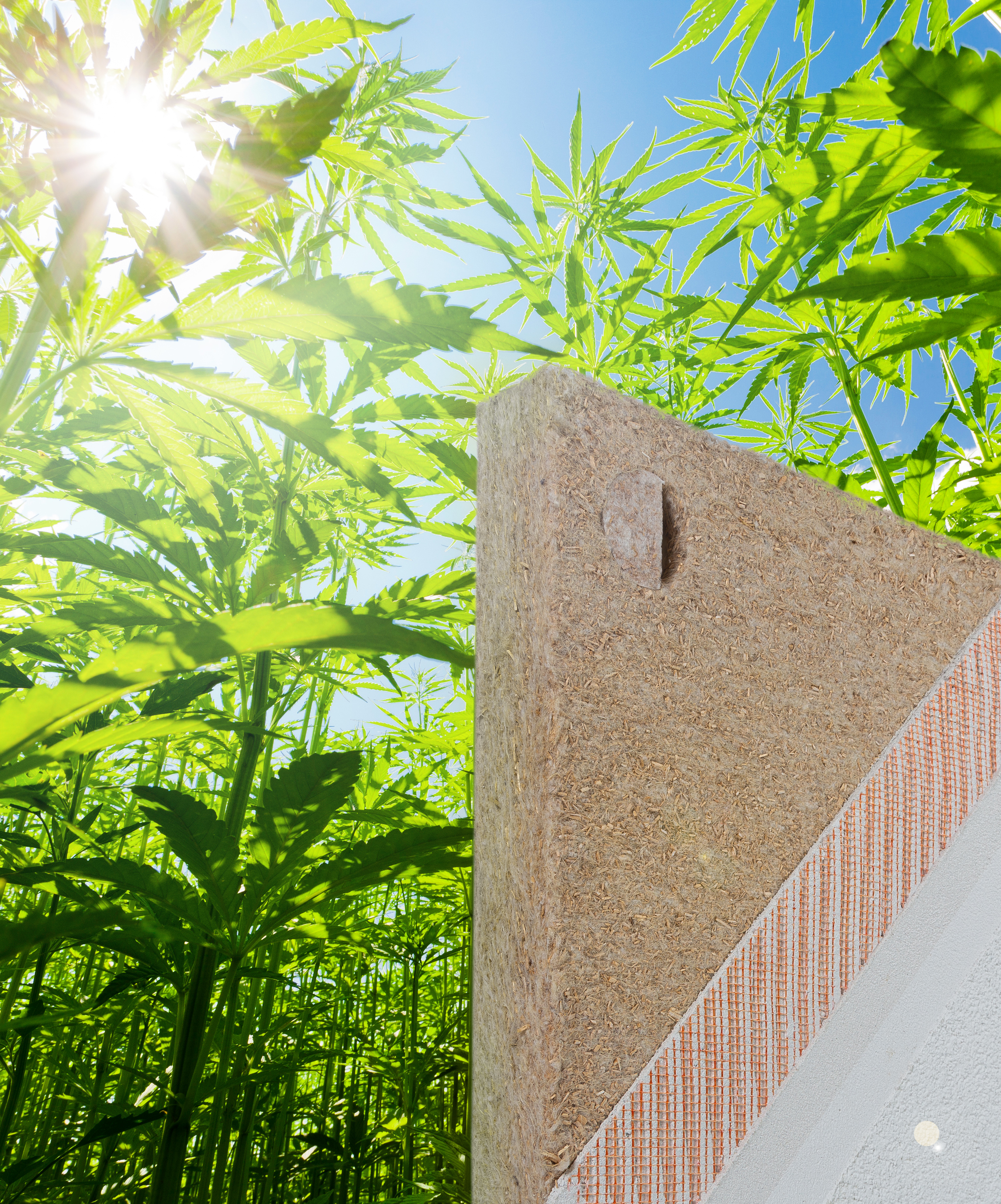 Photo of sustainable facade insulation made of hemp, behind it real hemp plants