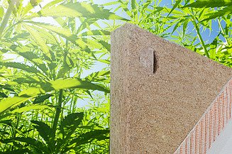 Photo of sustainable facade insulation made of hemp, behind it real hemp plants