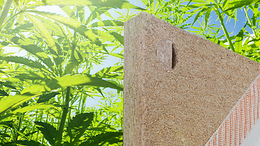 Photo of sustainable facade insulation made of hemp, behind it real hemp plants